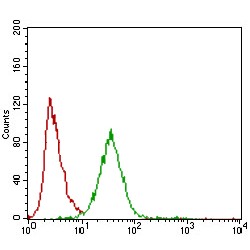 Zinc Finger E-Box-Binding Homeobox 1 (ZEB1) Antibody