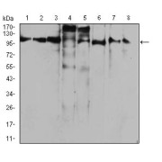 Western blot analysis of (1) Raji, (2) A431, (3) HCT116, (4) LOVO, (5) SW620, (6) SW480, (7), HepG2, and (8) NIH3T3 cell lysates, using RAB11FIP1 Antibody.
