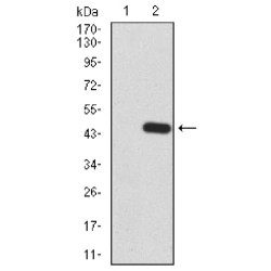 Rho-Related GTP-Binding Protein RhoE (RND3) Antibody