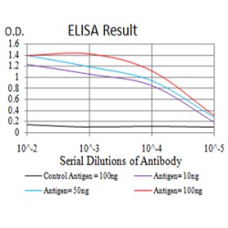 Prolow-Density Lipoprotein Receptor-Related Protein 1 (LRP1) Antibody