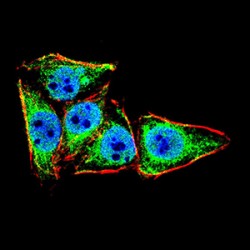 Prolow-Density Lipoprotein Receptor-Related Protein 1 (LRP1) Antibody