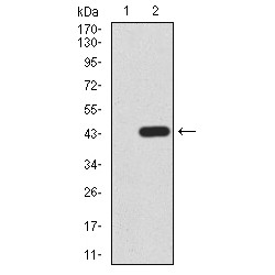 Prolow-Density Lipoprotein Receptor-Related Protein 1 (LRP1) Antibody