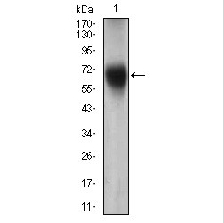 Alpha-(1,3)-Fucosyltransferase 4 (FUT4) Antibody