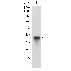 Alpha-(1,3)-Fucosyltransferase 4 (FUT4) Antibody