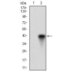 Alpha-(1,3)-Fucosyltransferase 4 (FUT4) Antibody