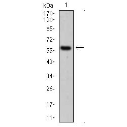 Keratin, Type II Cytoskeletal 5 (KRT5) Antibody
