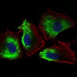 Thy-1 Membrane Glycoprotein (THY1) Antibody