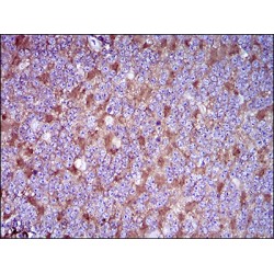 Thy-1 Membrane Glycoprotein (THY1) Antibody