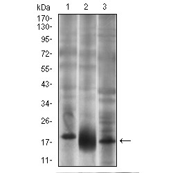 Thy-1 Membrane Glycoprotein (THY1) Antibody