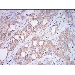 Neprilysin / NEP (MME) Antibody