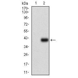 Receptor-Type Tyrosine-Protein Phosphatase C / CD45 (PTPRC) Antibody