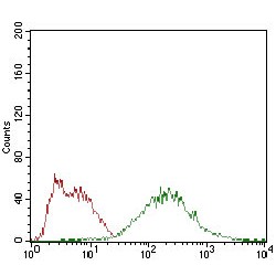 Eukaryotic Translation Initiation Factor 2A, 65 kDa (EIF2A) Antibody