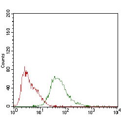 Syndecan 1 (SDC1) Antibody