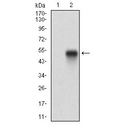 Syndecan 1 (SDC1) Antibody