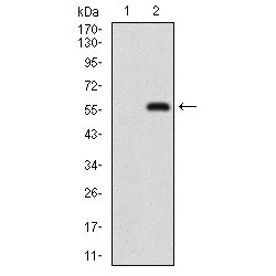Nibrin (NBN) Antibody