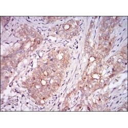 Myostatin (MSTN) Antibody