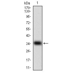 Myostatin (MSTN) Antibody