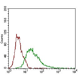Tyrosine-Protein Kinase Transmembrane Receptor ROR2 (ROR2) Antibody