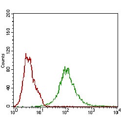 Beta-Secretase 1 (BACE1) Antibody