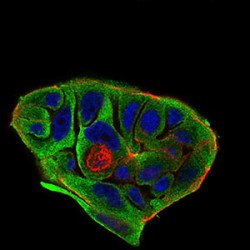 Beta-Secretase 1 (BACE1) Antibody