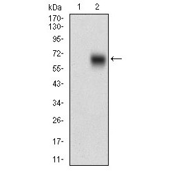 Beta-Secretase 1 (BACE1) Antibody