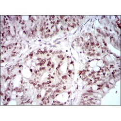 Homeobox Protein Hox-B4 (HOXB4) Antibody