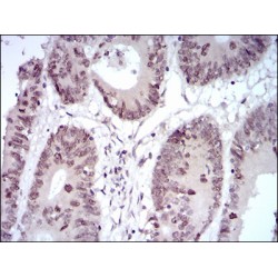 Homeobox Protein Hox-B4 (HOXB4) Antibody