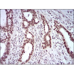 KH Domain-Containing, RNA-Binding, Signal Transduction-Associated Protein 2 (KHDRBS2) Antibody