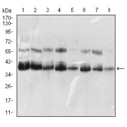 KH Domain-Containing, RNA-Binding, Signal Transduction-Associated Protein 2 (KHDRBS2) Antibody