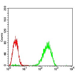 Interferon-Induced, Double-Stranded RNA-Activated Protein Kinase (EIF2AK2) Antibody