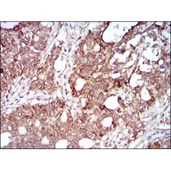 Membrane Metallo-Endopeptidase-Like 1 (MMEL1) Antibody