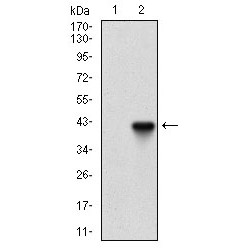 Phosphatidylinositol 4,5-Bisphosphate 3-Kinase Catalytic Subunit Gamma Isoform (PIK3CG) Antibody