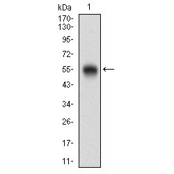 OX-2 Membrane Glycoprotein (CD200) Antibody