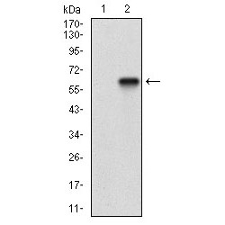 OX-2 Membrane Glycoprotein (CD200) Antibody