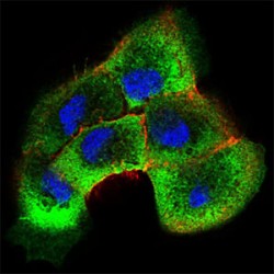 SHC-Transforming Protein 1 (SHC1) Antibody