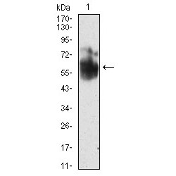 SHC-Transforming Protein 1 (SHC1) Antibody