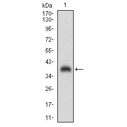 SHC-Transforming Protein 1 (SHC1) Antibody