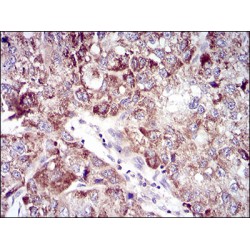 Ubiquitin Conjugating Enzyme E2C (UBE2C) Antibody