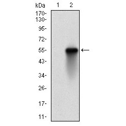 Ubiquitin Conjugating Enzyme E2C (UBE2C) Antibody