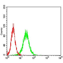 Retinoblastoma-Like Protein 2 (RBL2) Antibody