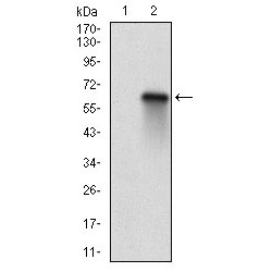 Retinoblastoma-Like Protein 2 (RBL2) Antibody
