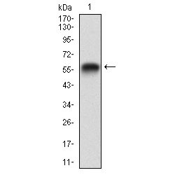 Rap1 GTPase-Activating Protein 1 (RAP1GAP) Antibody