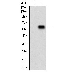 Rap1 GTPase-Activating Protein 1 (RAP1GAP) Antibody