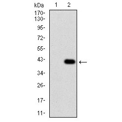 Glycoprotein Hormones Alpha Chain (CGA) Antibody