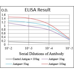 Beta-Amyloid Precursor Protein (APP) Antibody