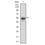 Western blot analysis of recombinant human APP protein (483-699 AA.). Calculated MW: 50.7 kDa.