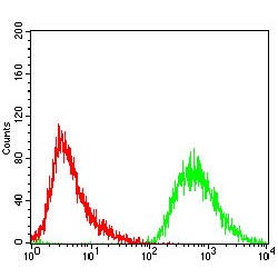 Pyruvate Dehydrogenase Kinase Isozyme 2 (PDK2) Antibody