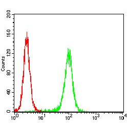 Eukaryotic Translation Initiation Factor 5A-1 (EIF5A) Antibody