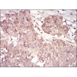 Cyclin-A2 (CCNA2) Antibody