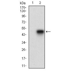 Amyloid Beta A4 Precursor Protein-Binding Family B Member 1-Interacting Protein (APBB1IP) Antibody